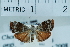  (Choreutis aegyptiaca - USNM ENT 00730785)  @13 [ ] Unspecified (default): All Rights Reserved  Unspecified Unspecified