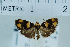  (Choreutis flavimaculata - USNM ENT 00730788)  @14 [ ] Unspecified (default): All Rights Reserved  Unspecified Unspecified