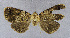  (Ophyx trifasciata - USNM ENT 01016368)  @11 [ ] Unspecified (default): All Rights Reserved  Unspecified Unspecified