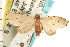 (Metaemene - PNG 6031)  @14 [ ] CreativeCommons - Attribution (2008) Unspecified Centre for Biodiversity Genomics