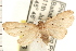  (Metaemene sp. AAI1490 - PNG 6327)  @14 [ ] CreativeCommons - Attribution (2008) Unspecified Centre for Biodiversity Genomics