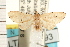  ( - PNG 6442)  @14 [ ] CreativeCommons - Attribution (2008) Unspecified Centre for Biodiversity Genomics