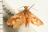  ( - PNG 9907)  @12 [ ] CreativeCommons - Attribution (2008) Unspecified Centre for Biodiversity Genomics