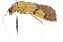  ( - USNM ENT 00676018)  @11 [ ] CreativeCommons - Attribution (2009) Unspecified Centre for Biodiversity Genomics