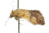  (Endocrossis brachytorna - USNM ENT 00676022)  @13 [ ] CreativeCommons - Attribution (2009) Unspecified Centre for Biodiversity Genomics