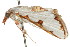  (Cirrhochrista sp. AAI4042 - USNM ENT 00676040)  @14 [ ] CreativeCommons - Attribution (2009) Unspecified Centre for Biodiversity Genomics