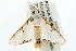  (Cirrhochrista sp. AAI4046 - USNM ENT 00676050)  @14 [ ] CreativeCommons - Attribution (2009) Unspecified Centre for Biodiversity Genomics