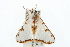  (Cirrhochrista sp. AAI4044 - USNM ENT 00676057)  @14 [ ] CreativeCommons - Attribution (2009) Unspecified Centre for Biodiversity Genomics