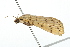  ( - USNM ENT 00676062)  @12 [ ] CreativeCommons - Attribution (2009) Unspecified Centre for Biodiversity Genomics