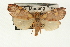  ( - USNM ENT 00703026)  @13 [ ] CreativeCommons - Attribution (2009) Unspecified Centre for Biodiversity Genomics