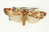  ( - USNM ENT 00703025)  @12 [ ] CreativeCommons - Attribution (2009) Unspecified Centre for Biodiversity Genomics