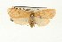  (Cyme sp. 2 nr. sexualis - USNM ENT 00703028)  @13 [ ] CreativeCommons - Attribution (2009) Unspecified Centre for Biodiversity Genomics