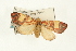  ( - USNM ENT 00703034)  @14 [ ] CreativeCommons - Attribution (2009) Unspecified Centre for Biodiversity Genomics