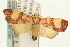  (Cyme sp. USNM1 - USNM ENT 00703036)  @15 [ ] CreativeCommons - Attribution (2009) Unspecified Centre for Biodiversity Genomics
