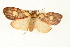  (Cyme sp. USNM4 - USNM ENT 00678858)  @13 [ ] CreativeCommons - Attribution (2009) Unspecified Centre for Biodiversity Genomics