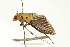  ( - USNM ENT 00678860)  @12 [ ] CreativeCommons - Attribution (2009) Unspecified Centre for Biodiversity Genomics