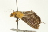  ( - USNMENT00678865)  @12 [ ] CreativeCommons - Attribution (2009) Unspecified Centre for Biodiversity Genomics