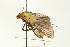  ( - USNMENT00678866)  @12 [ ] CreativeCommons - Attribution (2009) Unspecified Centre for Biodiversity Genomics