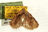  (Homona salaconis - USNM ENT 00678816)  @13 [ ] CreativeCommons - Attribution (2009) Unspecified Centre for Biodiversity Genomics