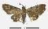  (Glaucoclystis - USNM ENT 00933799)  @14 [ ] Unspecified (default): All Rights Reserved  Unspecified Unspecified
