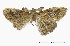  (Orgyia sp. AAB5677 - USNM ENT 00933844)  @14 [ ] Unspecified (default): All Rights Reserved  Unspecified Unspecified