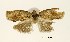  (Homona spargotis - USNM ENT 00196137)  @14 [ ] Unspecified (default): All Rights Reserved  Unspecified Unspecified