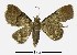  (Glaucoclystis sp. in polyclealis complex - USNM ENT 00196168)  @14 [ ] Unspecified (default): All Rights Reserved  Unspecified Unspecified