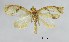  (Adoxophyes aurata - USNM ENT 00581958)  @13 [ ] Unspecified (default): All Rights Reserved  Unspecified Unspecified