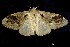  (Olene plagosa - USNM ENT 00196288)  @14 [ ] Unspecified (default): All Rights Reserved  Unspecified Unspecified