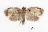  (Adoxophyes n. sp. nr. orana - USNM ENT 00203073)  @14 [ ] Unspecified (default): All Rights Reserved  Unspecified Unspecified