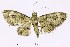  (Bosara - USNM ENT 00933892)  @14 [ ] Unspecified (default): All Rights Reserved  Unspecified Unspecified