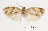  (Adoxophyes sp. ABZ2260 - USNM ENT 00933722)  @13 [ ] Unspecified (default): All Rights Reserved  Unspecified Unspecified