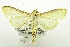  (Herpetogramma bractealis - USNM ENT 00205419)  @14 [ ] Unspecified (default): All Rights Reserved  Unspecified Unspecified