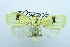  (Earias uniplaga - USNM ENT 00206857)  @14 [ ] Unspecified (default): All Rights Reserved  Unspecified Unspecified
