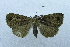  (Piratisca - USNM ENT 00498246a)  @14 [ ] Unspecified (default): All Rights Reserved  Unspecified Unspecified