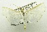  (Cydalima trichotarsia - USNM ENT 00703230)  @14 [ ] Unspecified (default): All Rights Reserved  Unspecified Unspecified