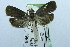  ( - USNM ENT 00731413)  @12 [ ] Unspecified (default): All Rights Reserved  Unspecified Unspecified