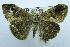  (Orgyia sp - USNM ENT 00731523)  @14 [ ] Unspecified (default): All Rights Reserved  Unspecified Unspecified