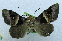  (Avatha pulcherrima - USNM ENT 00731577)  @14 [ ] Unspecified (default): All Rights Reserved  Unspecified Unspecified