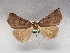  ( - USNM ENT 01756269)  @11 [ ] Unspecified (default): All Rights Reserved (2022) Unspecified Smithsonian Institution, National Museum of Natural History