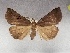  ( - USNM ENT 01756484)  @11 [ ] Unspecified (default): All Rights Reserved (2022) Unspecified Smithsonian Institution, National Museum of Natural History