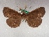  (Bleptina albidiscalis - USNM ENT 01756942)  @11 [ ] CreativeCommons  Attribution (by) (2022) Unspecified Smithsonian Institution, National Museum of Natural History