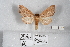  ( - USNM ENT 01771085)  @11 [ ] CreativeCommons  Attribution (by) (2022) Unspecified Smithsonian Institution, National Museum of Natural History