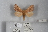  ( - USNM ENT 01771086)  @11 [ ] CreativeCommons  Attribution (by) (2022) Unspecified Smithsonian Institution, National Museum of Natural History