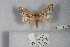  ( - USNM ENT 01771087)  @11 [ ] CreativeCommons  Attribution (by) (2022) Unspecified Smithsonian Institution, National Museum of Natural History