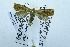  (Isodemis nr. stenotera - USNM ENT 00510486)  @11 [ ] Unspecified (default): All Rights Reserved  Unspecified Unspecified