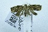  (OlethreutinaeGEN sp. AAN5889 - USNM ENT 00659789)  @13 [ ] Unspecified (default): All Rights Reserved  Unspecified Unspecified