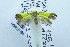  (Syntomaula sp. AAN2759 - USNM ENT 00667894)  @12 [ ] Unspecified (default): All Rights Reserved  Unspecified Unspecified