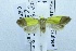  (Syntomaula xanthofasciata - USNM ENT 00697920)  @13 [ ] Unspecified (default): All Rights Reserved  Unspecified Unspecified