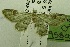  (Chloroclystis nr. Jansei - USNM ENT 00719242)  @13 [ ] Unspecified (default): All Rights Reserved  Unspecified Unspecified